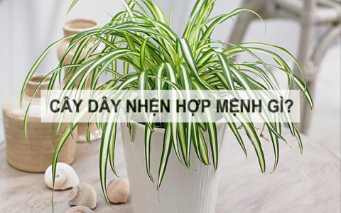 Con Nhện Số Mấy? Tìm Hiểu Về Ý Nghĩa Và Các Con Số Liên Quan Đến Con Nhện Trong Lô Đề