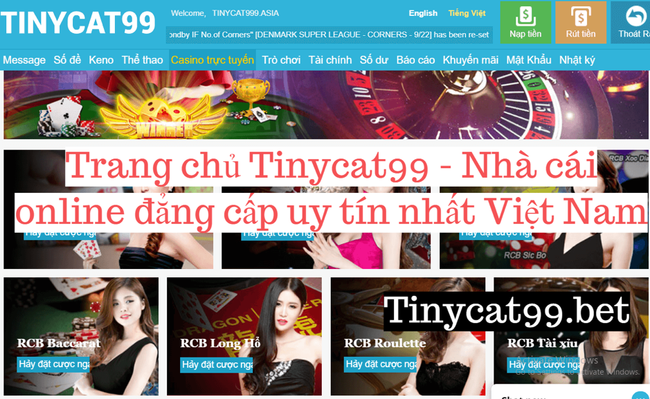 Tinycat99 – Tổng quan về nhà cái Tinycat99