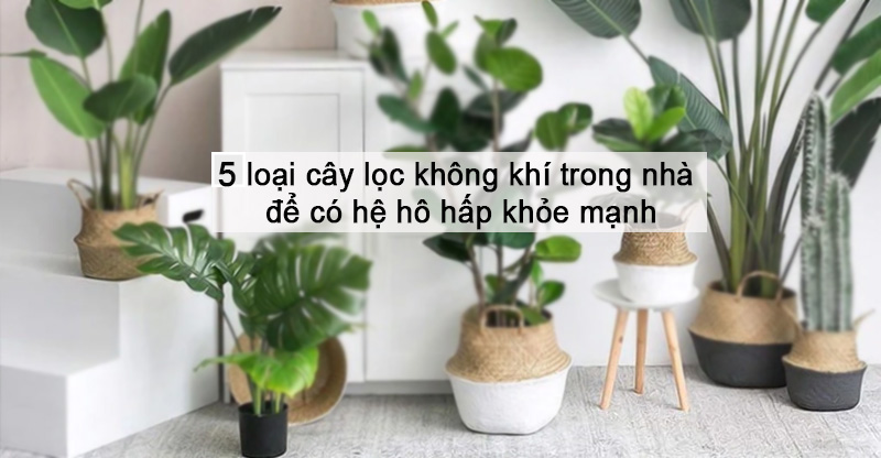 cây lọc không khí loại nào ít tốn điện 3 gợi ý hữu ích