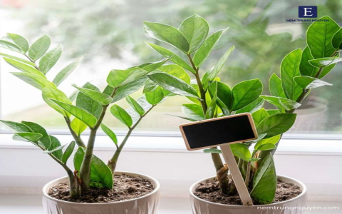 cây lọc không khí loại nào ít tốn điện 3 gợi ý hữu ích